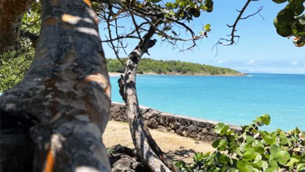 Arbre en bord de mer avec vue sur les eaux turquoise du littoral nord de la Basse-Terre, Guadeloupe.
