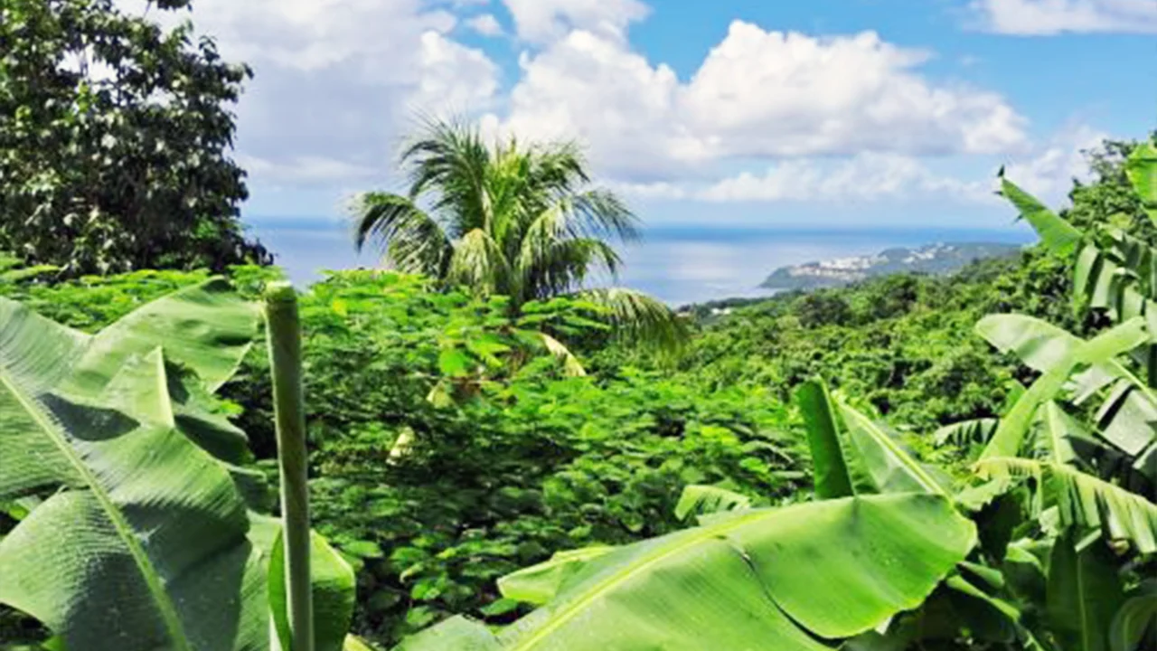 Vue tropicale depuis la forêt de Basse-Terre avec bananiers et palmiers dominant la mer des Caraïbes.
