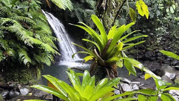 Petite cascade au cœur de la forêt tropicale de Basse-Terre, entourée de fougères et de broméliacées.