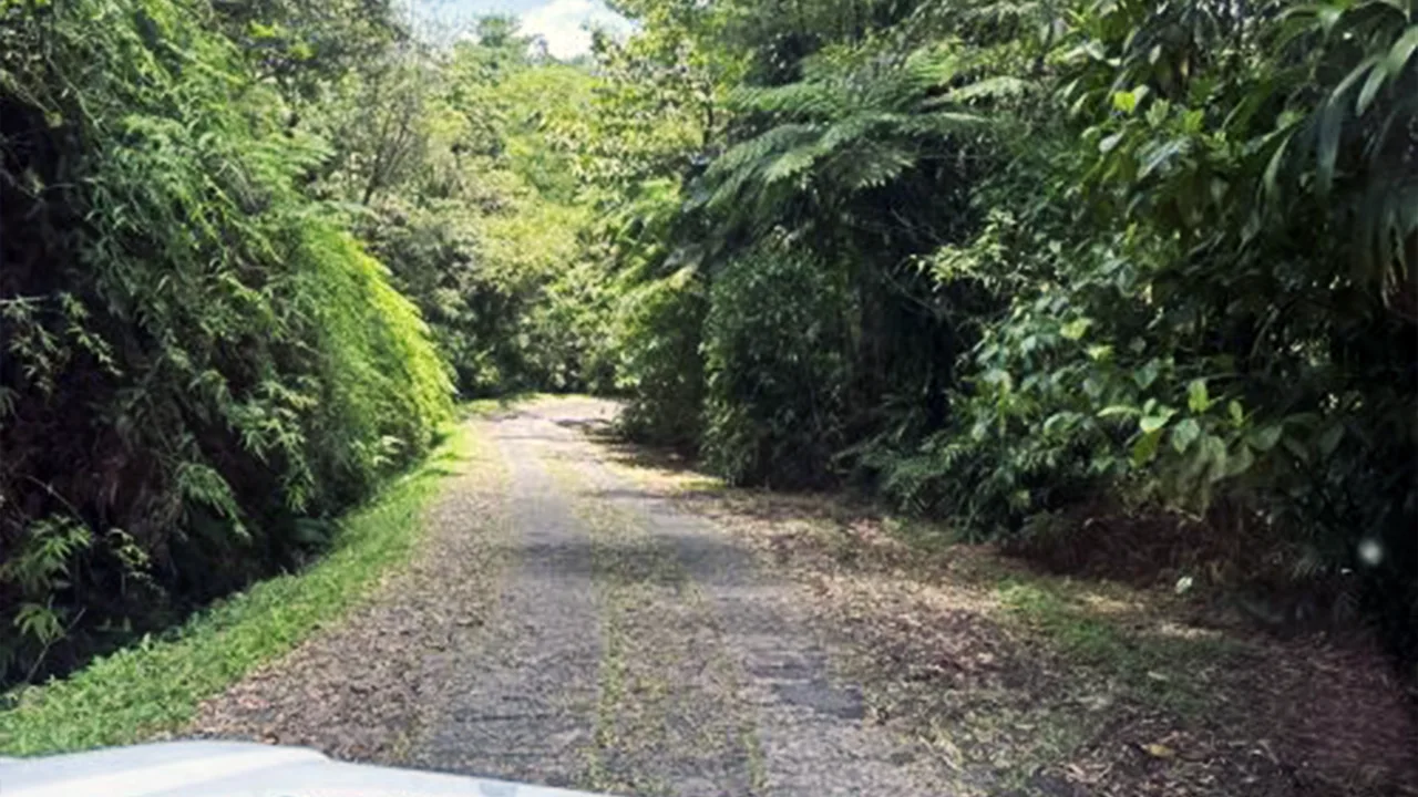 Route forestière bordée de végétation tropicale dense dans le sud de la Basse-Terre, en Guadeloupe.
