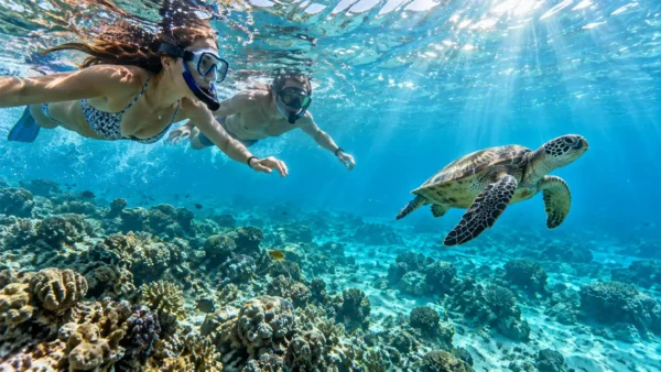 Excursion snorkeling à Petite-Terre ou ailleurs en Guadeloupe avec des nageurs observant une tortue marine